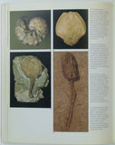 Fortey, Richard. (1982). Fossils: the Key to the Past. London: Heineman, 1st edn. 172 pp