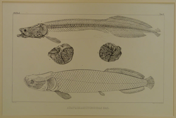 Agassiz, Louis, 1844-45. Arapaima (Sudis) Gigas Müll. Plate F from [Fossil Fish] Monograph des Poissons Fossiles
