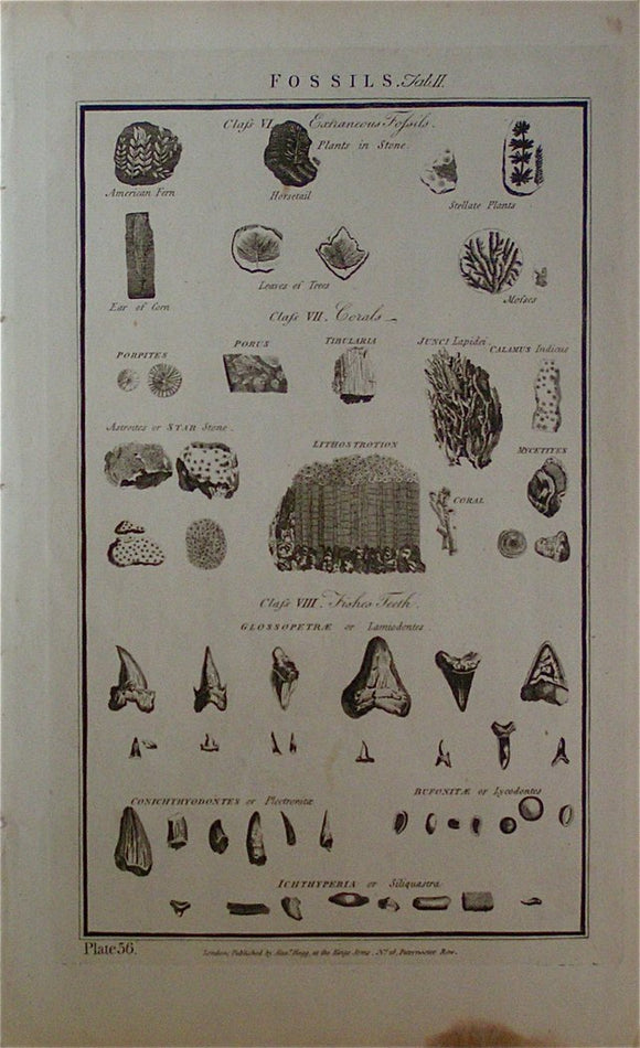 Fossils, tab. II