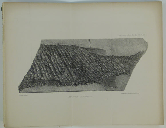 India (1851). Col. Sykes. On a Fossil Fish from the Table-land of the Deccan, in the Peninsula of India. Extract from QJGS.