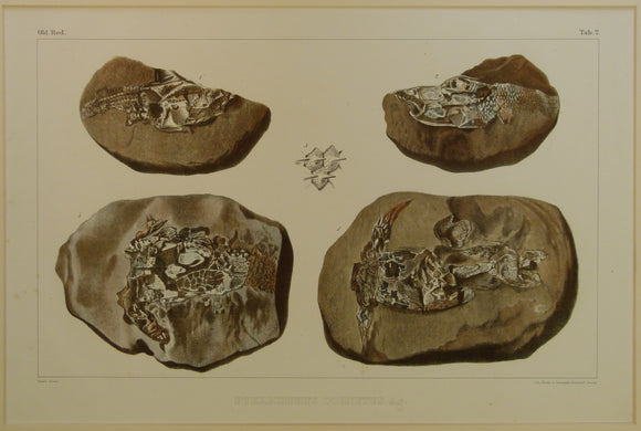 Agassiz, Louis, 1844-45. Pterichtys Cornutus Ag. Plate 2 from [Fossil Fish] Monograph des Poissons Fossiles