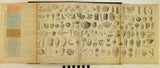 Lowry, Joseph Wilson. 1853. Tabular view of Characteristic British Fossils, Stratigraphically Arranged