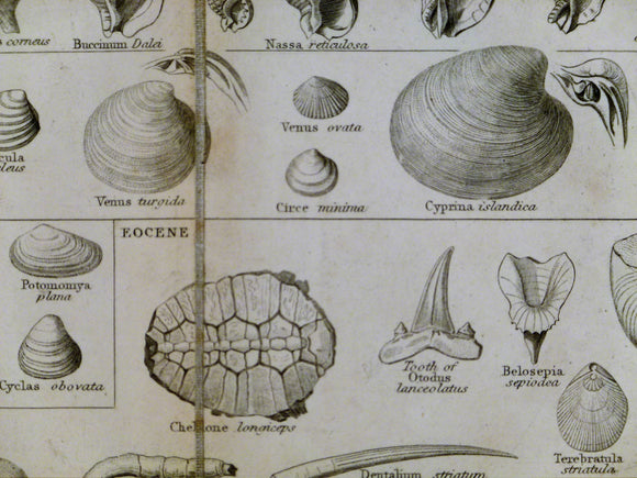 Lowry, Joseph Wilson. 1853. Tabular view of Characteristic British Fossils, Stratigraphically Arranged